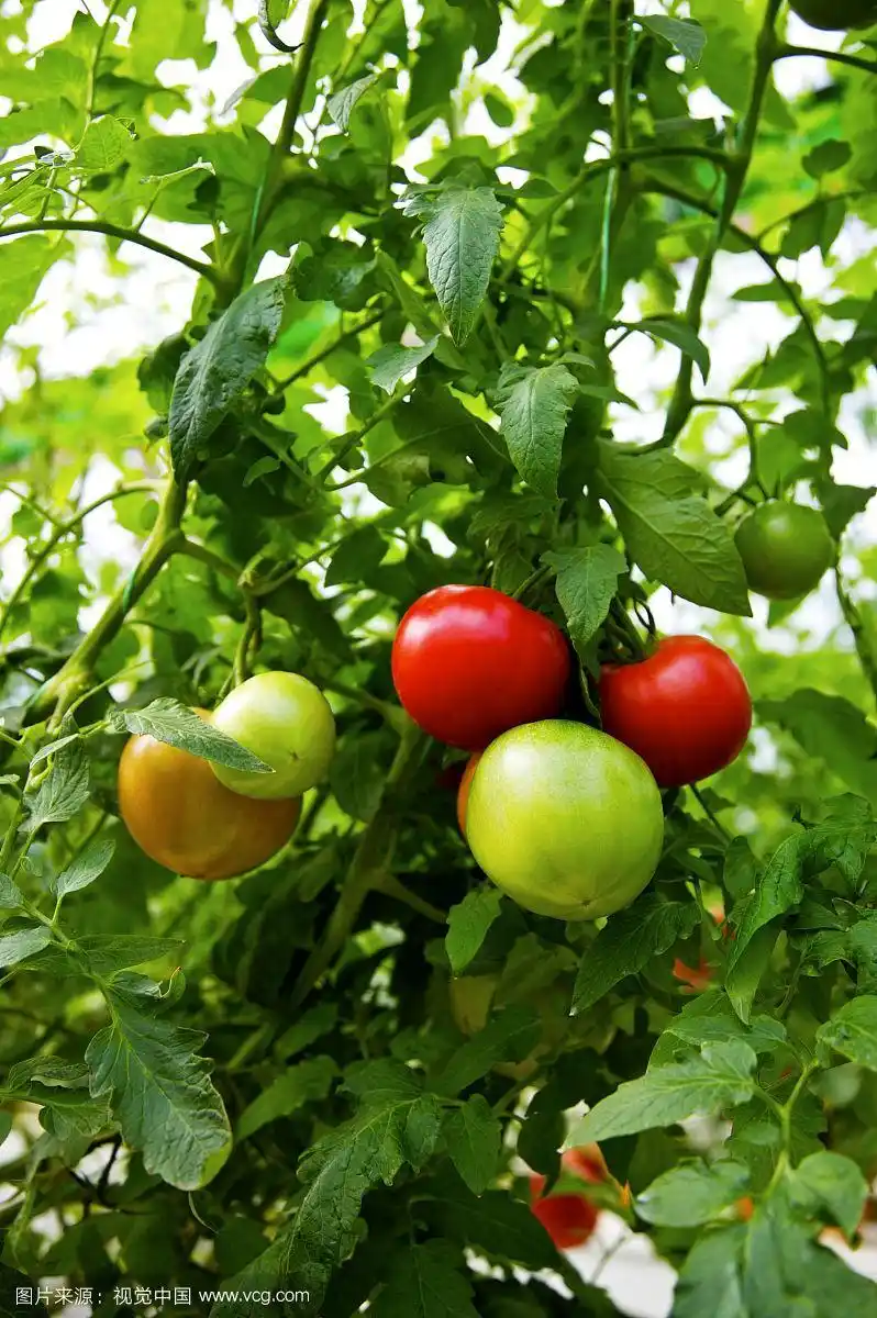 西红柿,农作物