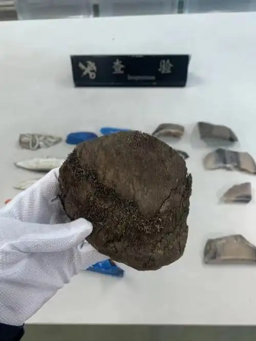 滴血的犀牛角上海海关今年查获多批走私犀牛角入境案件