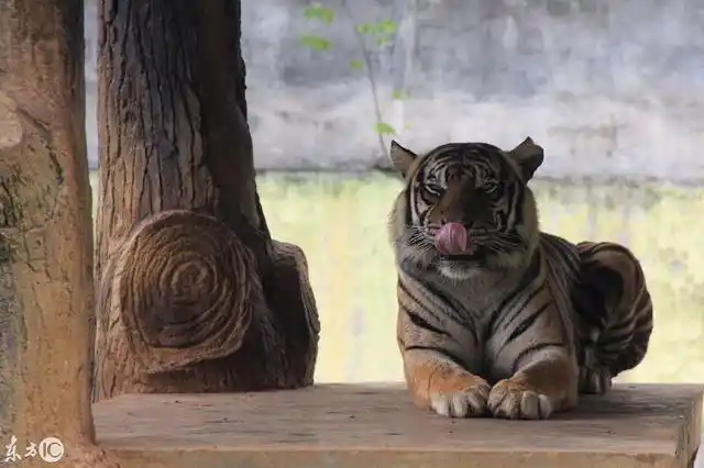 全世界体型最小的老虎极度濒危仅存活不到400只