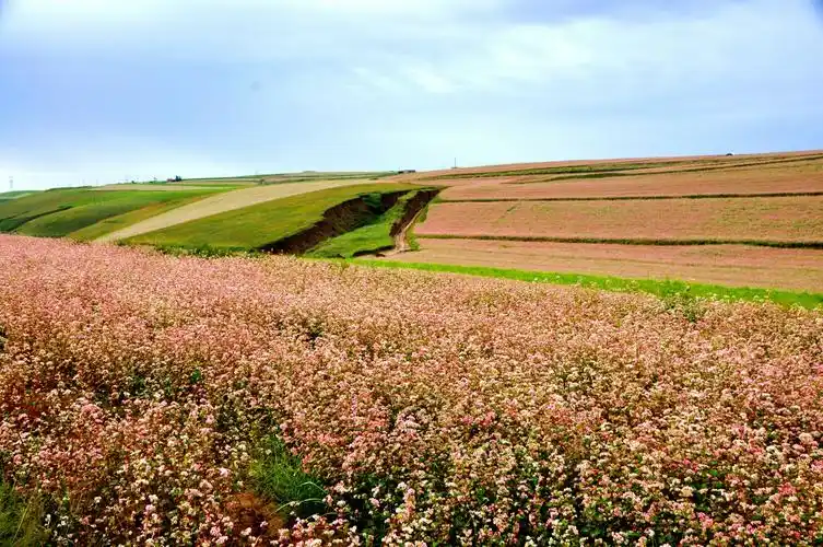 陕西榆林定边荞麦花海