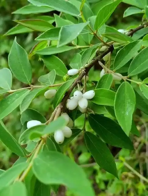芫花,了哥王是同一种植物吗?