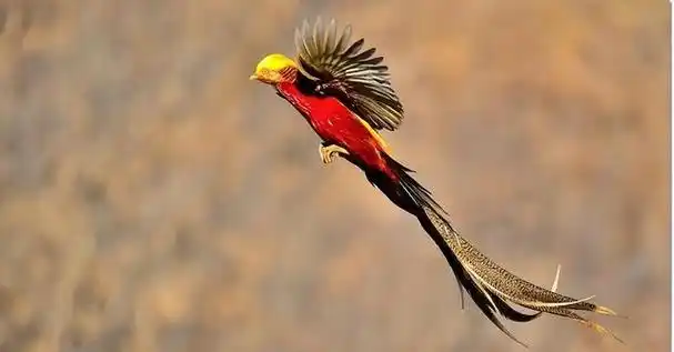 凤凰是中国文化中的重要符号之一,传说中是百鸟之王,象征着吉祥和谐.