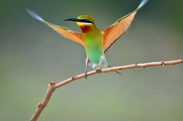 美丽小鸟---栗喉蜂虎