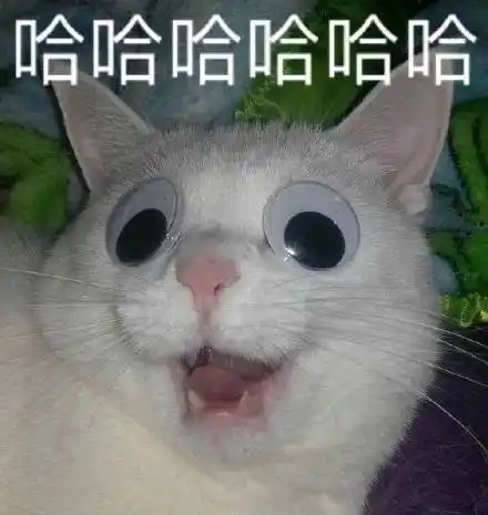 萌宠喵星人哈哈哈哈笑死我了呆萌可爱gif动图_动态图_表情包下载_soo