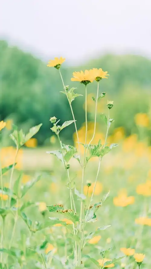 绿色小清新植物手机壁纸_风景_手机壁纸下载_美桌网
