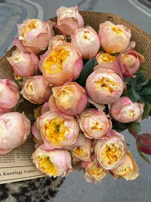 多头玫瑰黄蝴蝶复古又温柔