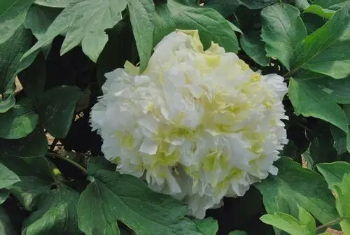 清明赏花正当时 辰山植物园牡丹品种次第盛放迎客来