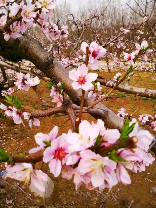春天,山区里的桃花给大自然添上了明媚灿烂景色.