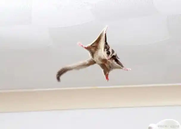 小蜜袋鼯,这种活泼可爱的小动物,以其独特的外观和习性吸引了无数动物