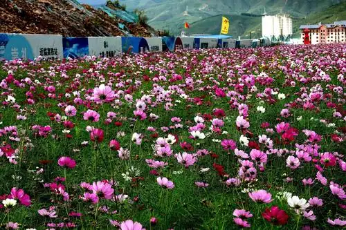 漫步波斯菊花海