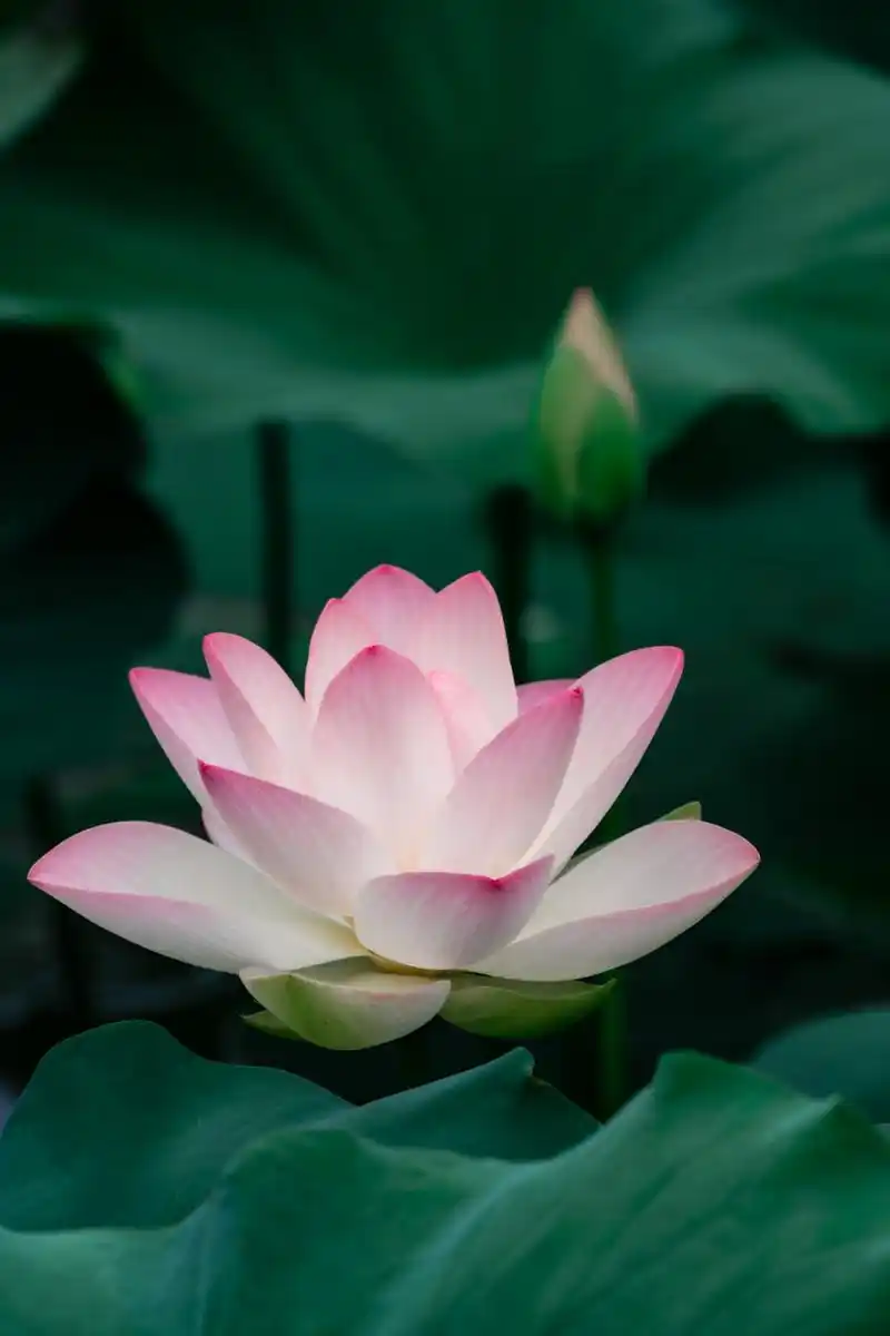 摘要: 荷花是中国传统文化的重要象征,美丽高雅,寓意丰富.