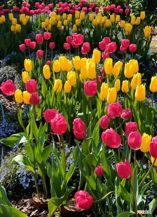 100种春天开花的名字图片 春天的花朵有哪些图片