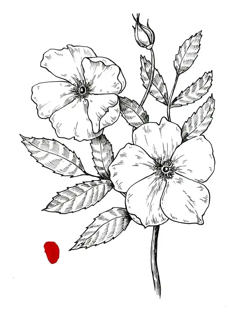 花卉手绘绘画步骤教程分解图!