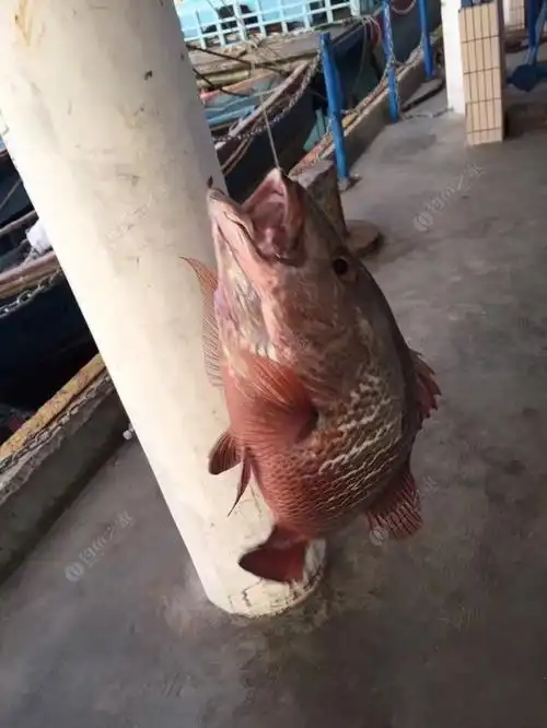 清晨在潭门渔港钓获红友鱼
