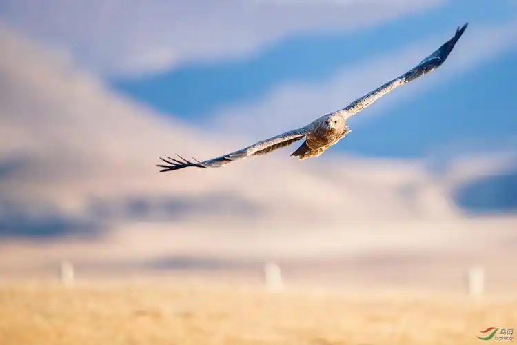 草原雄鹰-祝贺荣获板块佳作
