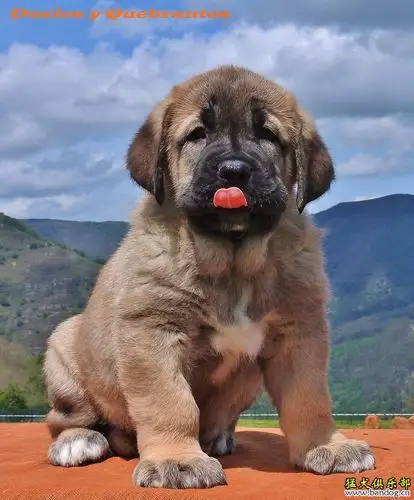 西班牙獒犬---来自西班牙坎塔布里亚弗朗西斯科先生家的小獒