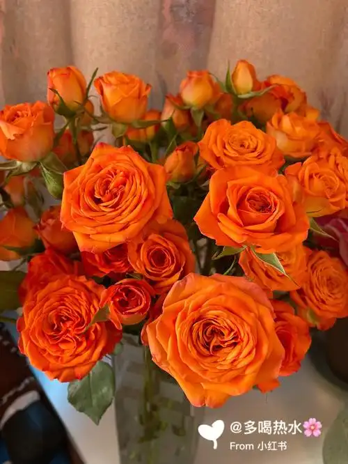 多头橙色芭比玫瑰