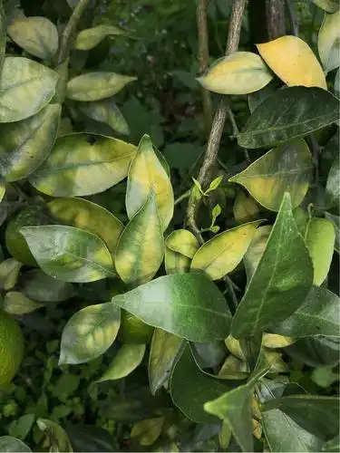 请教一下这柑橘是什么原因的黄叶