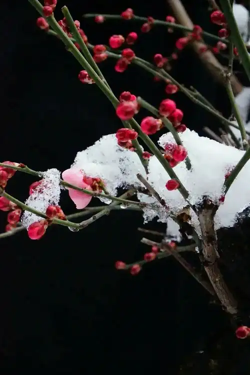 梅傲雪花天自成,不惧东君笑相迎.若待冰雪消融后,惬意花开现峥嵘.