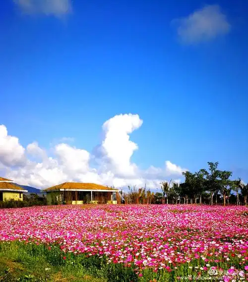 海南亚龙湾国际玫瑰谷,占地2755亩,玫瑰谷已经由原来只种花转型成为