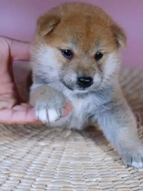 柴多酱柴犬犬舍の七月待售小奶柴