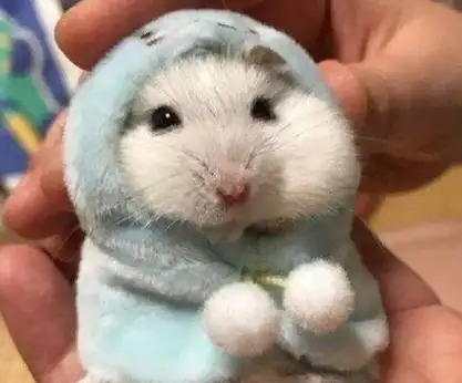 原创挑选心仪的仓鼠需要掌握四大套路这样才能带健康又可爱的它回家