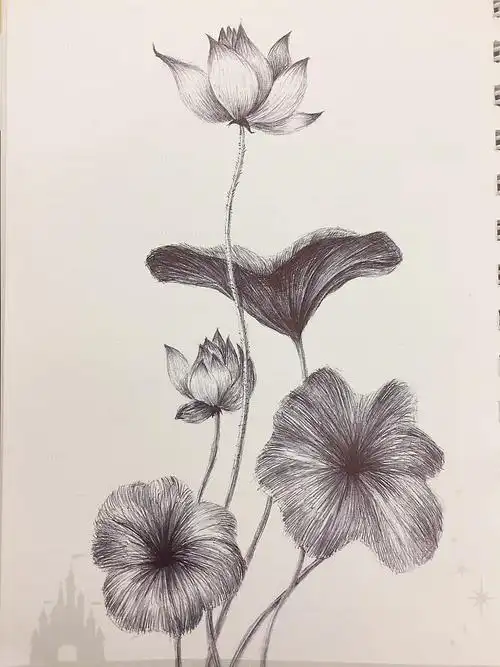 素描荷花|插画|创作习作|小牛iris - 原创作品 - 站酷 (zcool)