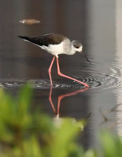 鸟中超模——黑翅长脚鹬