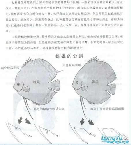 (2)那些品种七彩不会起黑沙! - 其它鱼类 - 龙鱼之巅