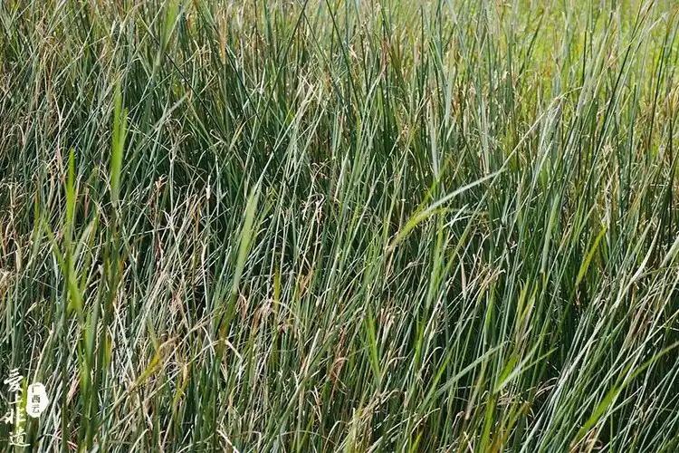 新闻中心 全媒体播报·要闻 > 正文草席,用蔺草编织而成,考古证实