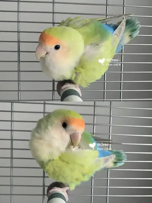 牡丹鹦鹉┃我一般不惹绿茶除非忍不住06