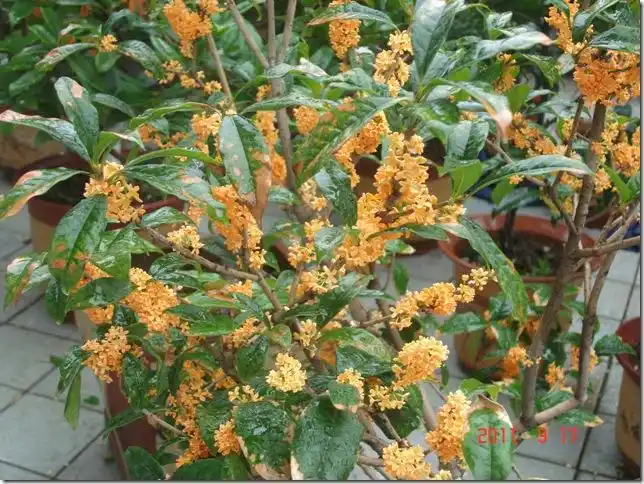 八月桂花香满院