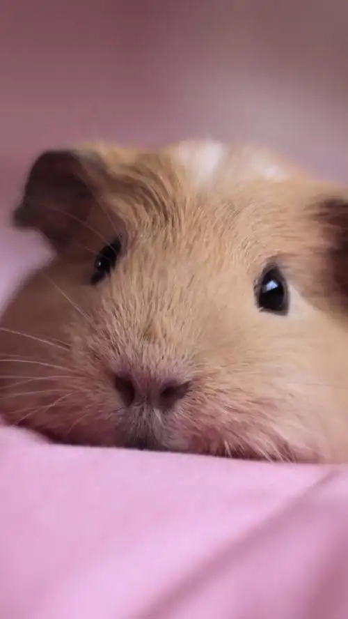 一组超级软萌的仓鼠图片2018 萌_可爱图片_我要个性网