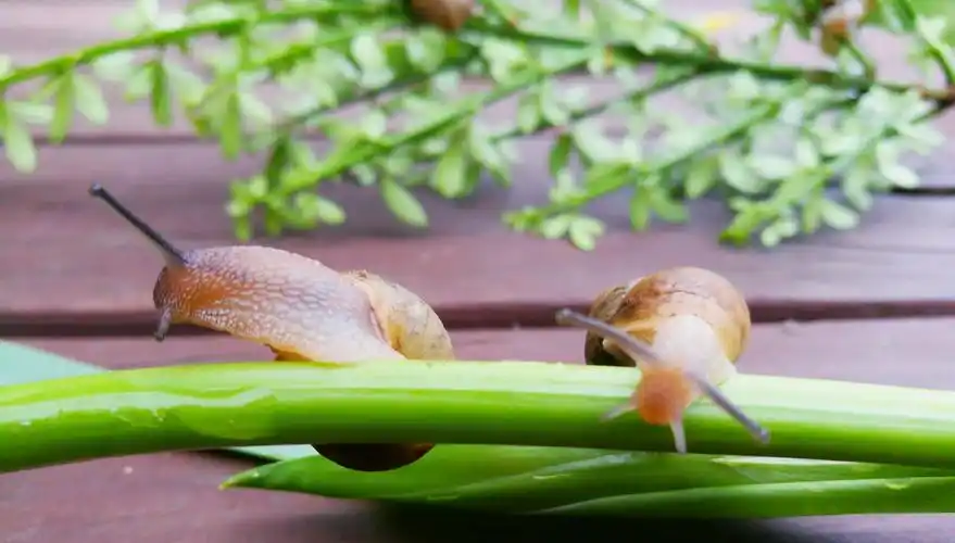 【原创】两只蜗牛的爱情