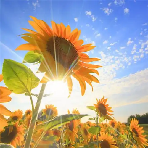 高清能带来好运的微信头像大全2021图片