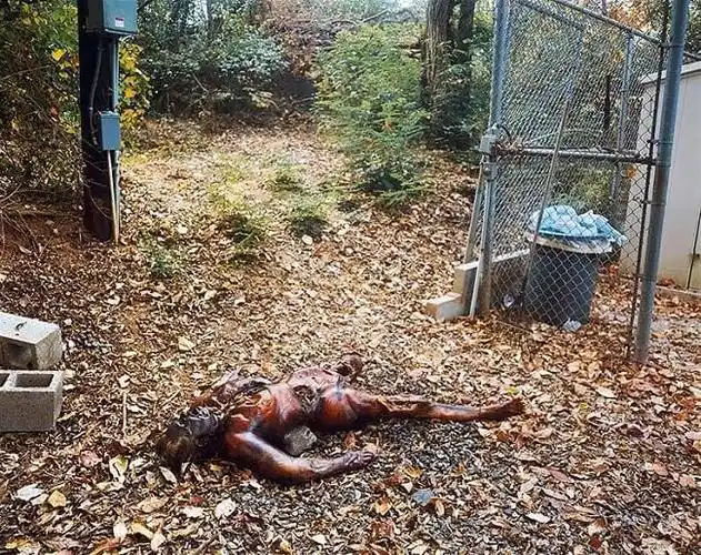 世界上最恐怖的五大尸体农场看着都瘆的慌