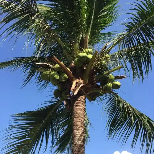 椰子树高而直,叶子在树枝上生机勃勃地绿着,长叶下结满了一串串的果实