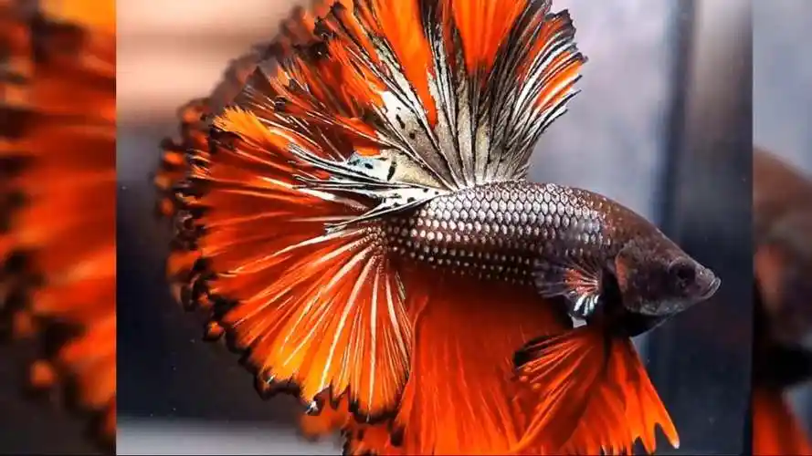 10种排名最美丽的泰国斗鱼你见过吗?-萌宠视频-搜狐视频