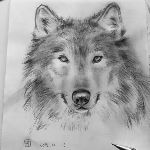 狼(手绘)