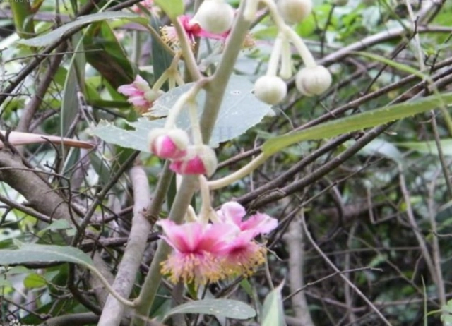 农村长在树上的"冬瓜",抗癌效果极强,城里少有,主治癌症