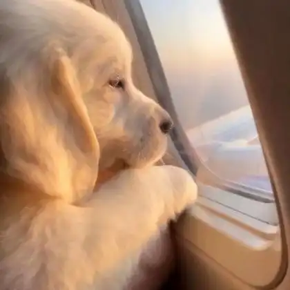 萌宠头像高清无水印精选可爱图片_动物头像_头像屋