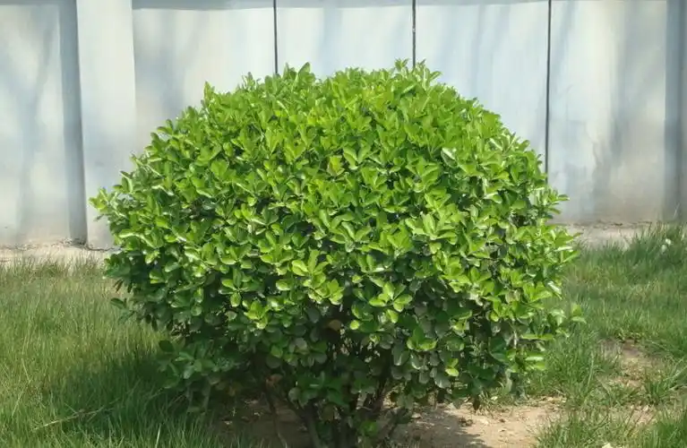 y. hu)是常绿小灌木,高1.5-2米;小枝绿色,具纵棱,被短柔毛.