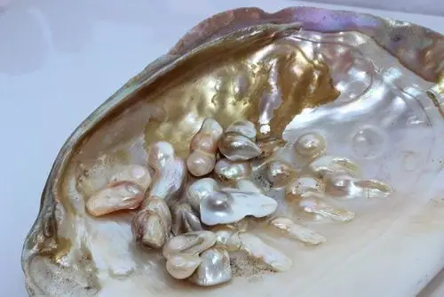 珍珠蚌壳