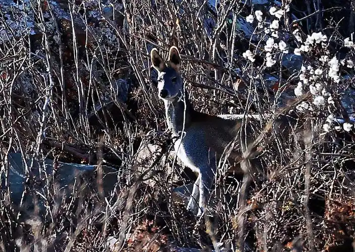 甘肃祁连山保护区拍摄到国家一级保护野生动物马麝