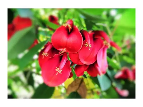 阿根廷国花,福建泉州市市花