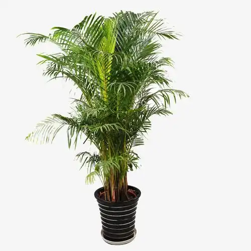 绿色盆景素材免费下载_觅元素