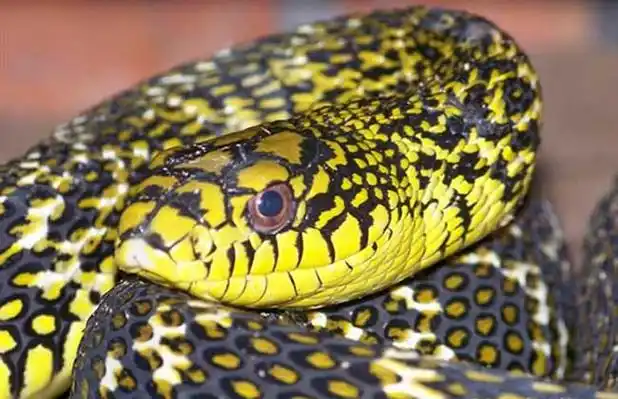 大王蛇因为头上有像王字的花纹而得名,蛇体大,有