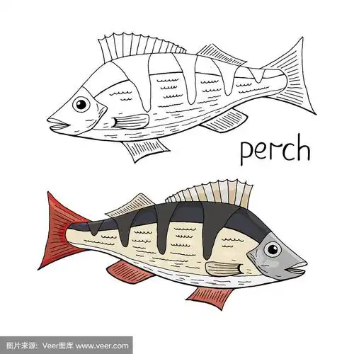 手绘鲈鱼黑白和彩色孤立在白色背景.向量上鱼