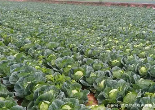 种植卷心菜的过程中,就要这样施肥,产量能提高不少