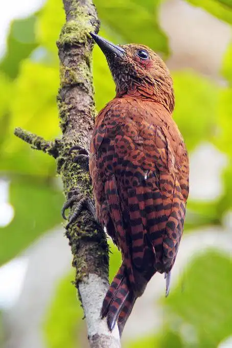栗啄木鸟:鸟纲,国家三级保护动物.